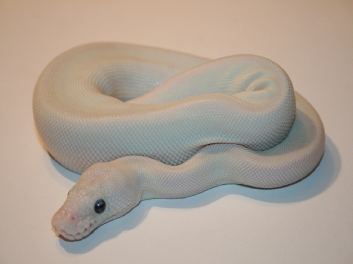 Blaze Butter Enchi Piebald - Morph List - World of Ball Pythons