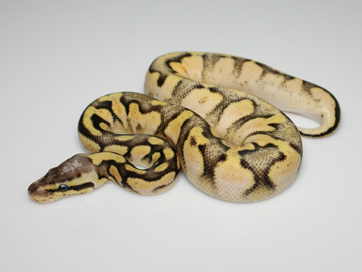 Blaze Calico Fire Pastel