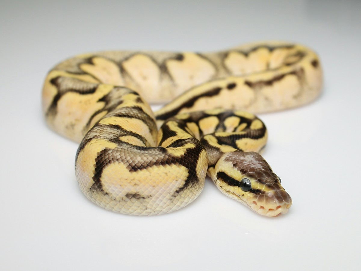 Blaze Calico Fire Pastel