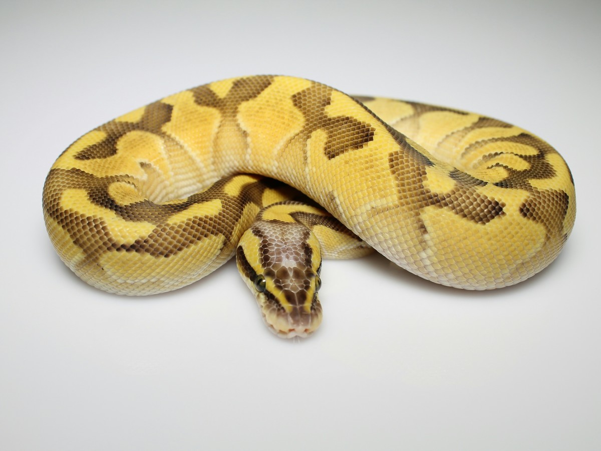 Blaze Enchi Fire Lesser Pastel