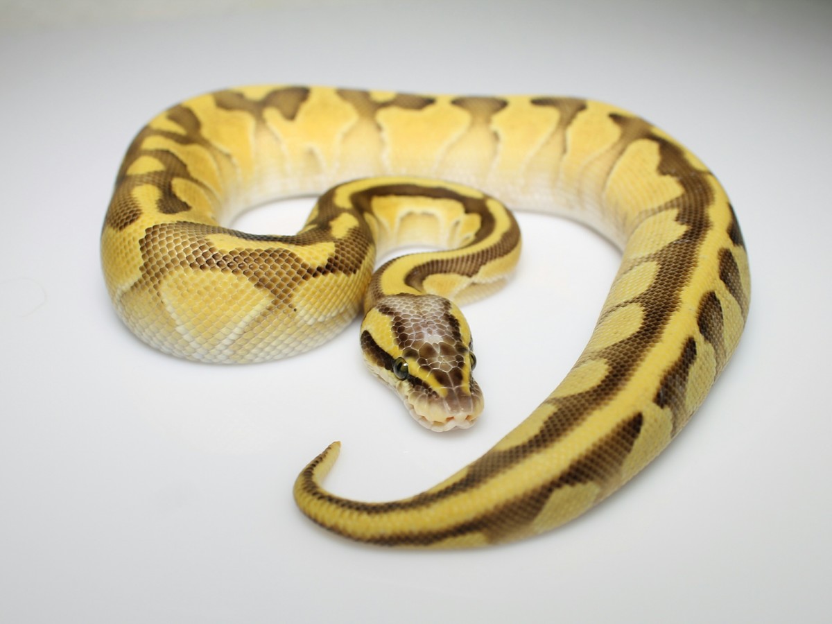 Blaze Enchi Fire Lesser Pastel