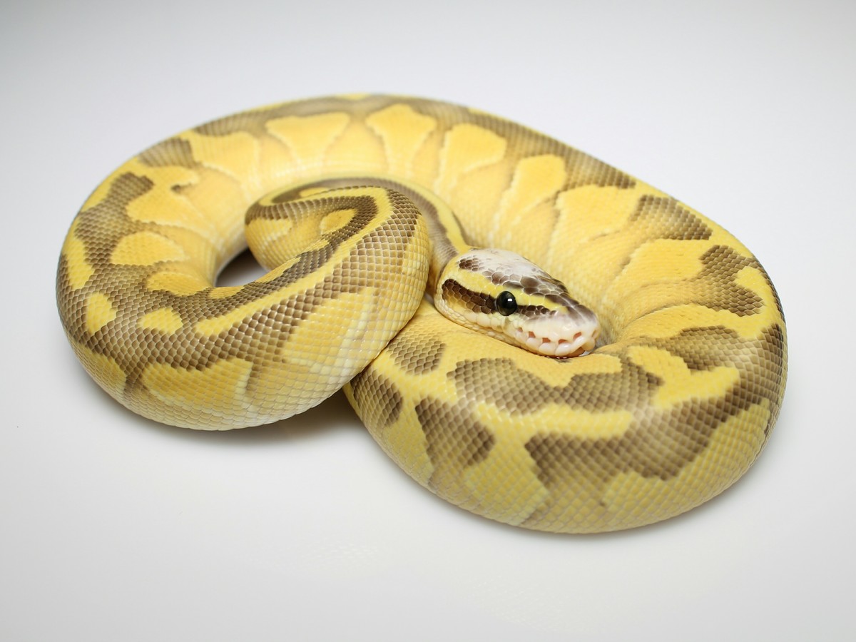 Blaze Enchi Fire Lesser Super Pastel