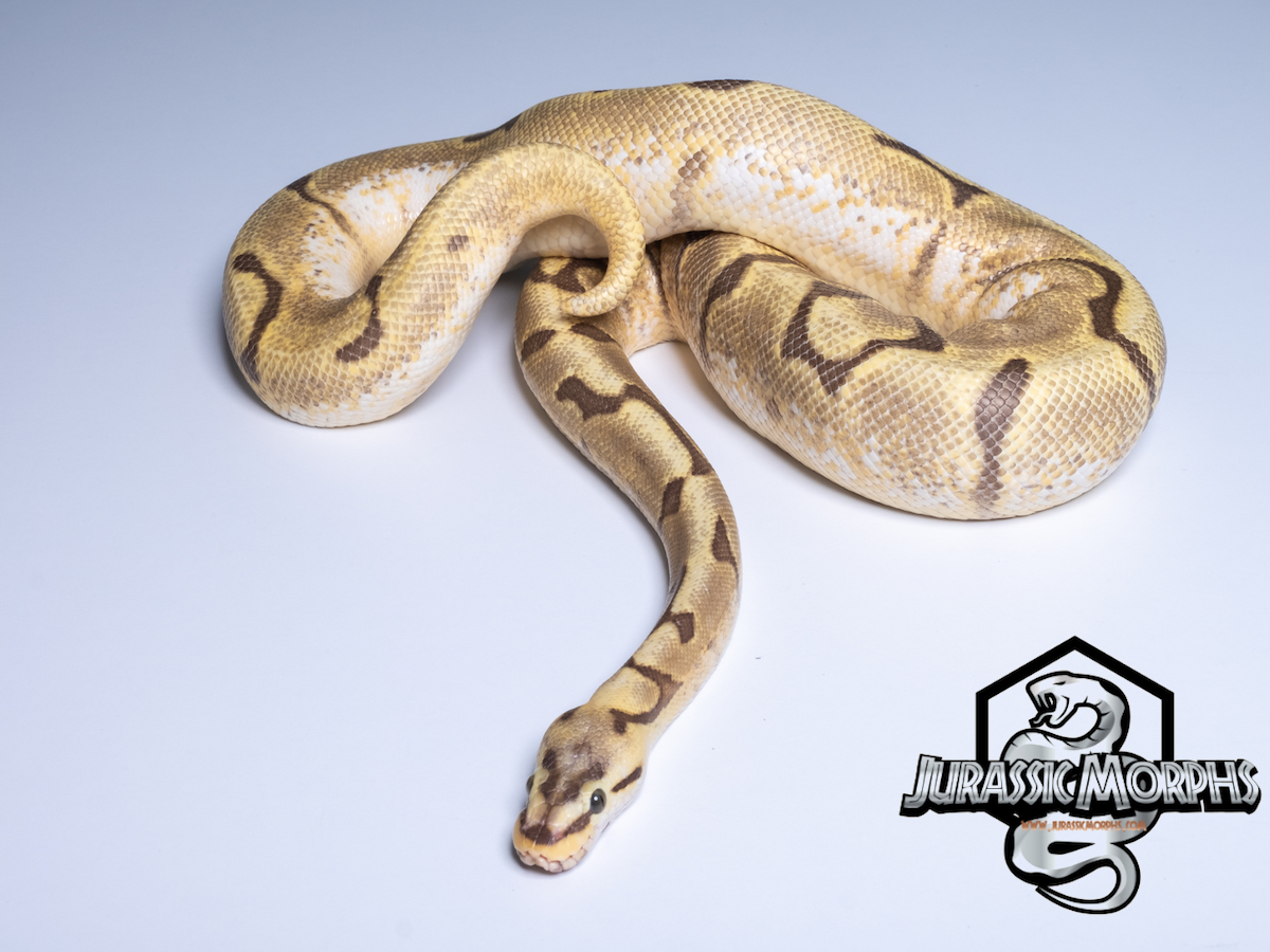 Blaze Enchi Fire Spider Yellow Belly