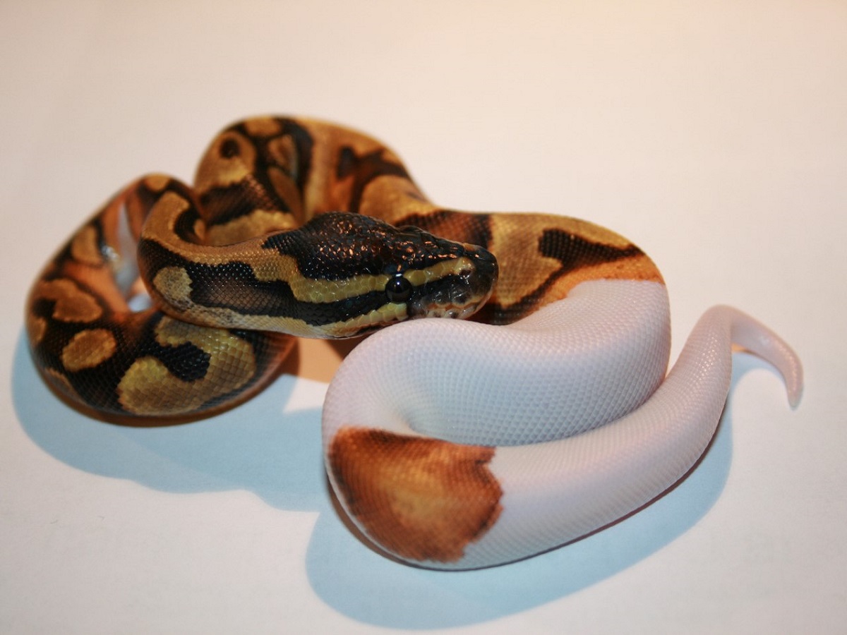 Blaze Enchi Leopard Piebald Yellow Belly. 