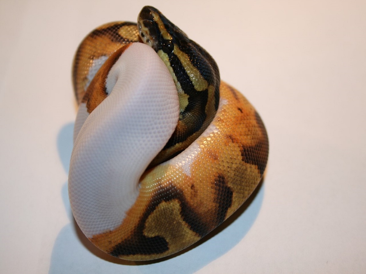 Blaze Enchi Leopard Piebald Yellow Belly