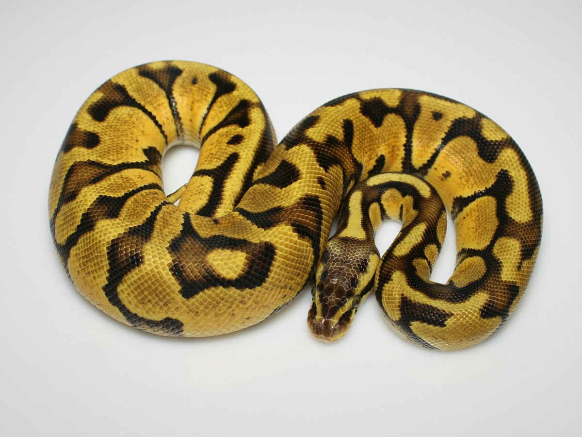 Blaze Enchi Pastel