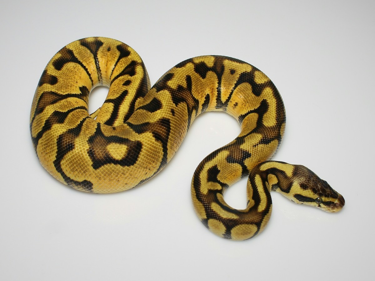 Blaze Enchi Pastel