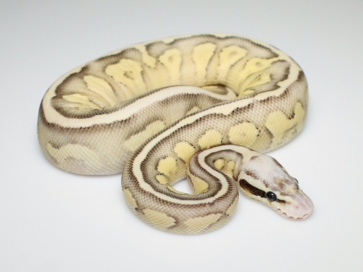 Morph List - World of Ball Pythons