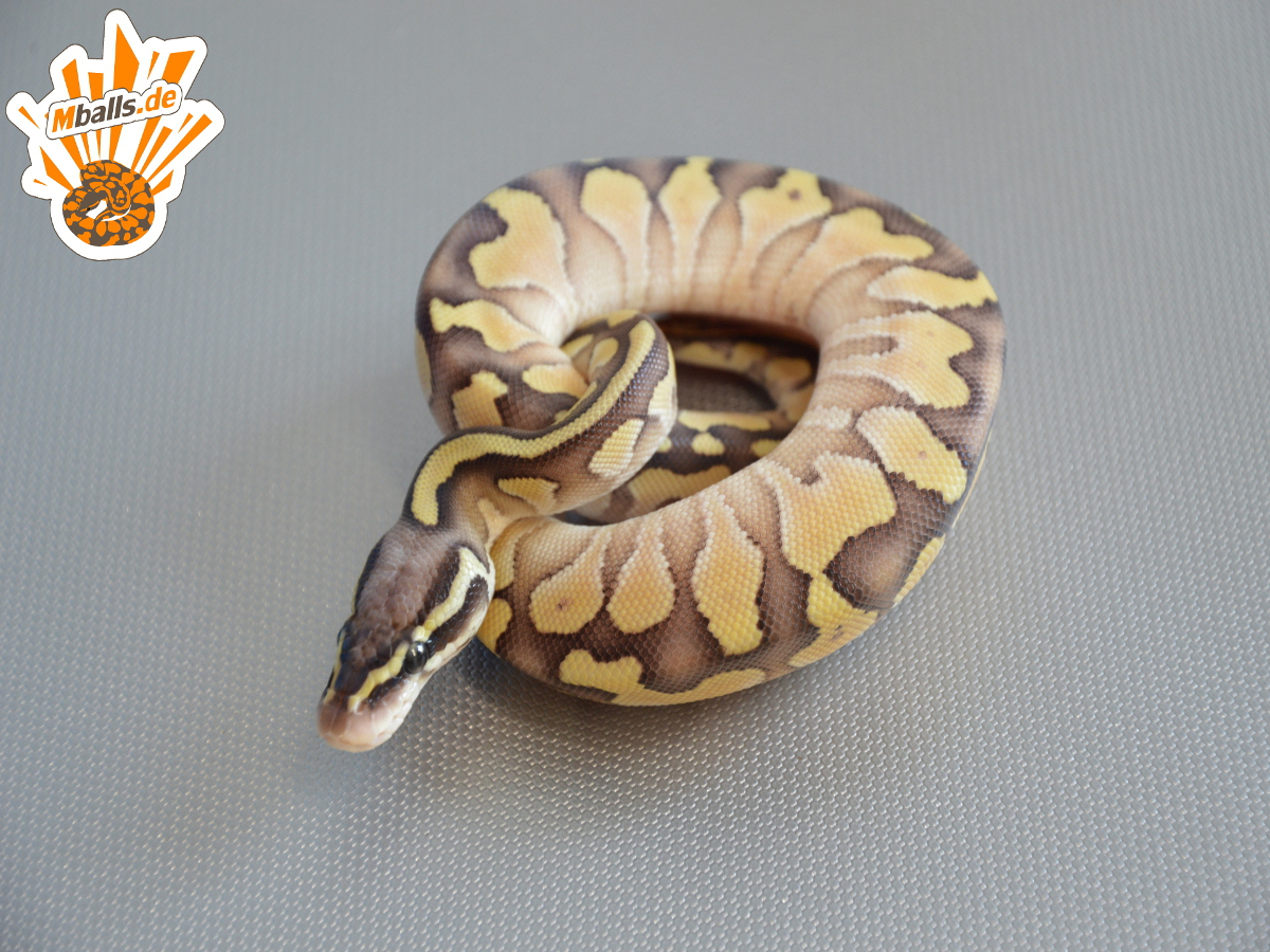 Blaze Lesser Pastel