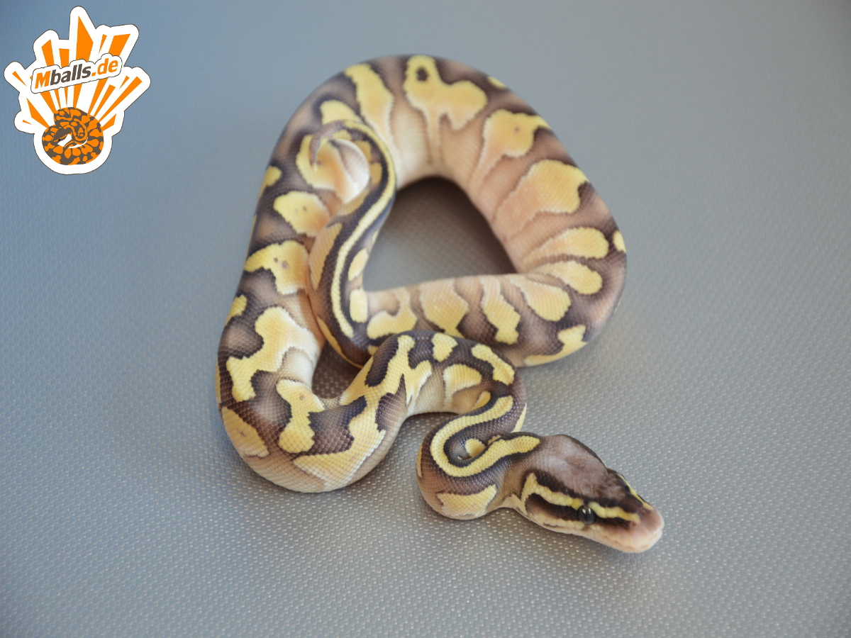 Blaze Lesser Pastel