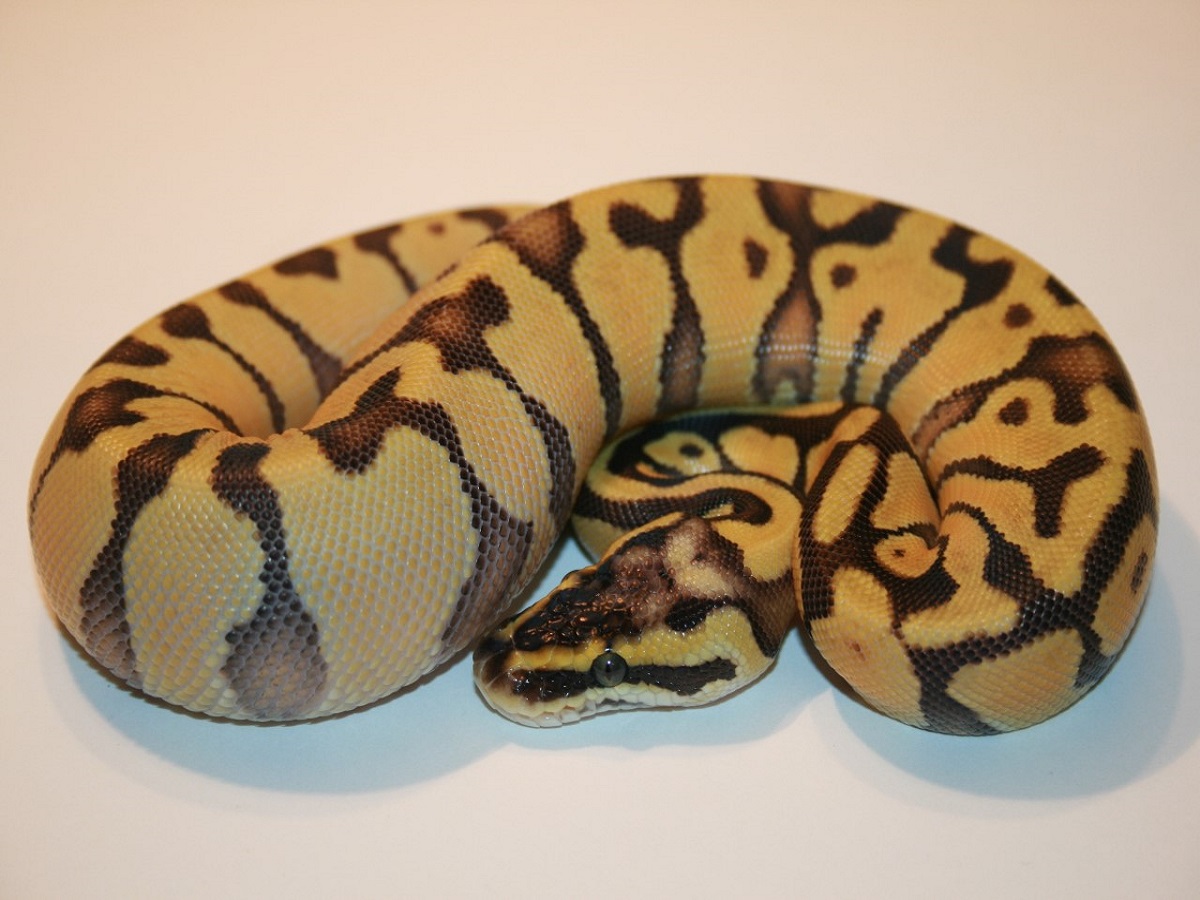 Blaze Super Blonde Pastel Super Enchi