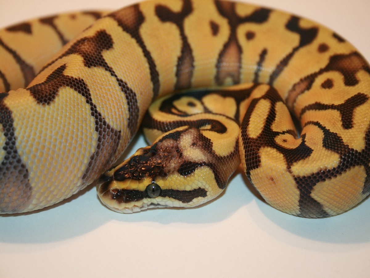 Blaze Super Blonde Pastel Super Enchi