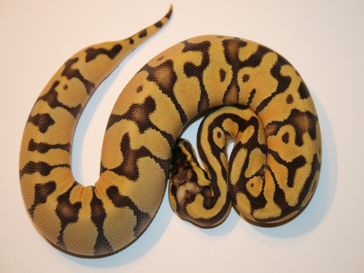 Blaze Super Blonde Pastel Super Enchi