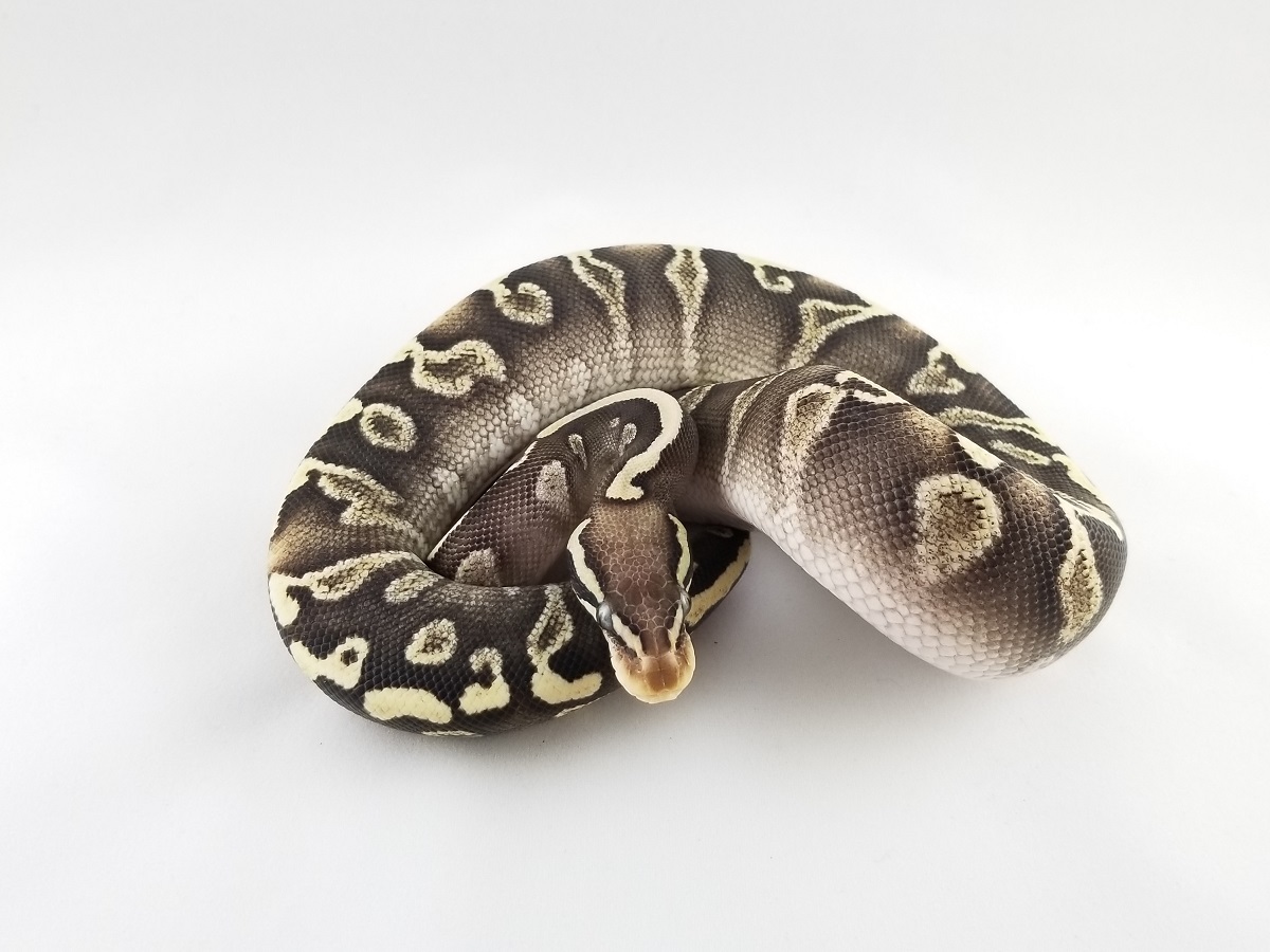Bling Yellow Belly Ghi Mojave Pastel
