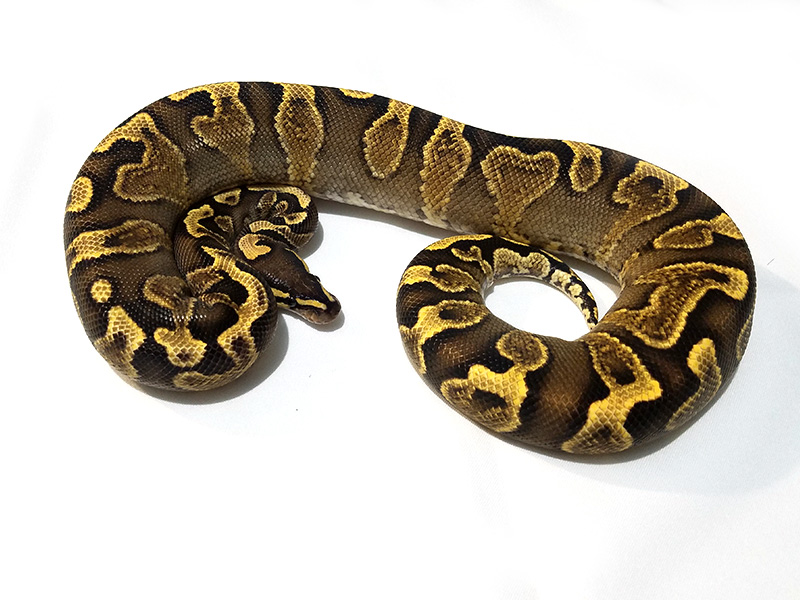 Bling Yellow Belly Ghi