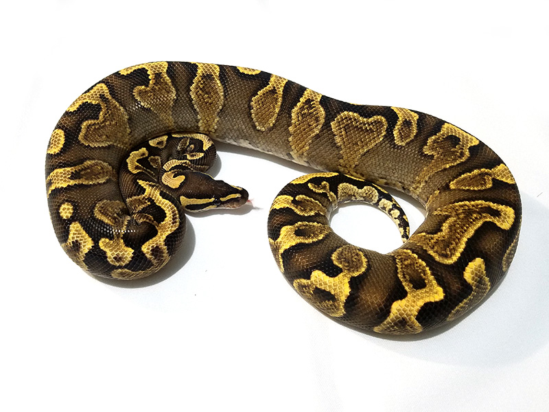 Bling Yellow Belly Ghi