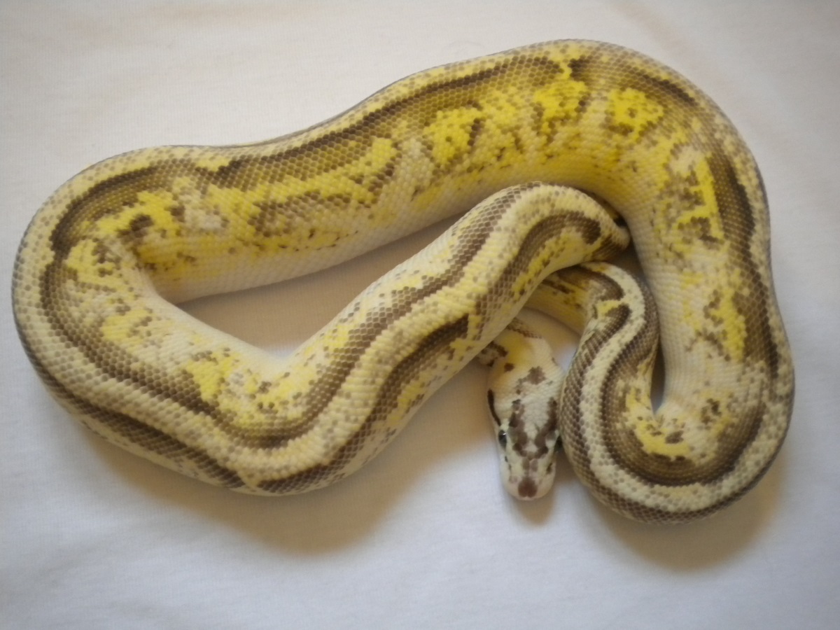 Bling Yellow Belly Lemon Pastel Specter