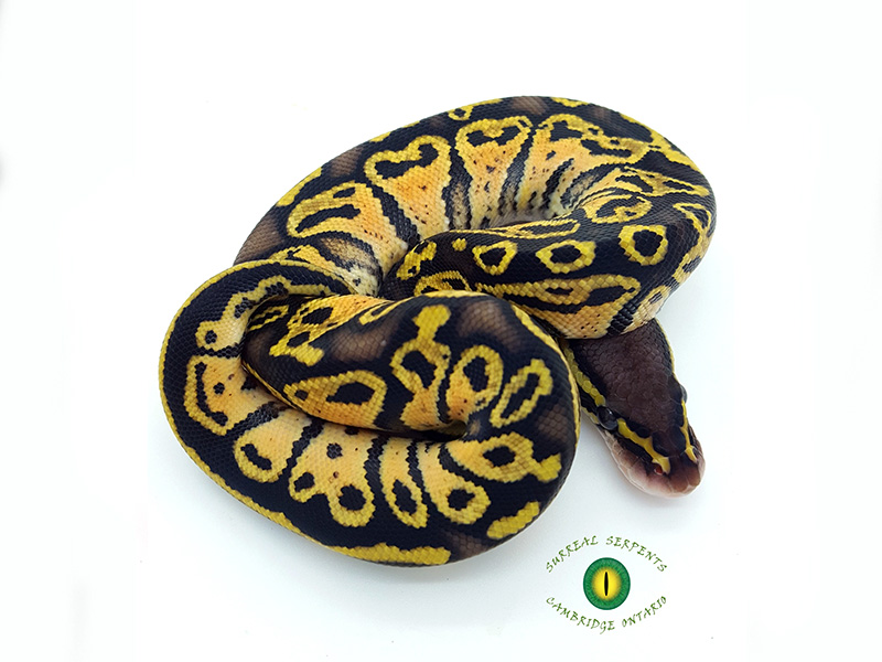 Blitz Pastel Yellow Belly