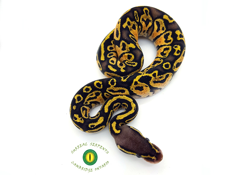 Blitz Pastel Yellow Belly