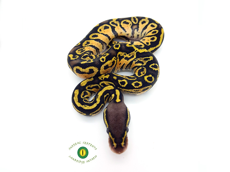 Blitz Pastel Yellow Belly