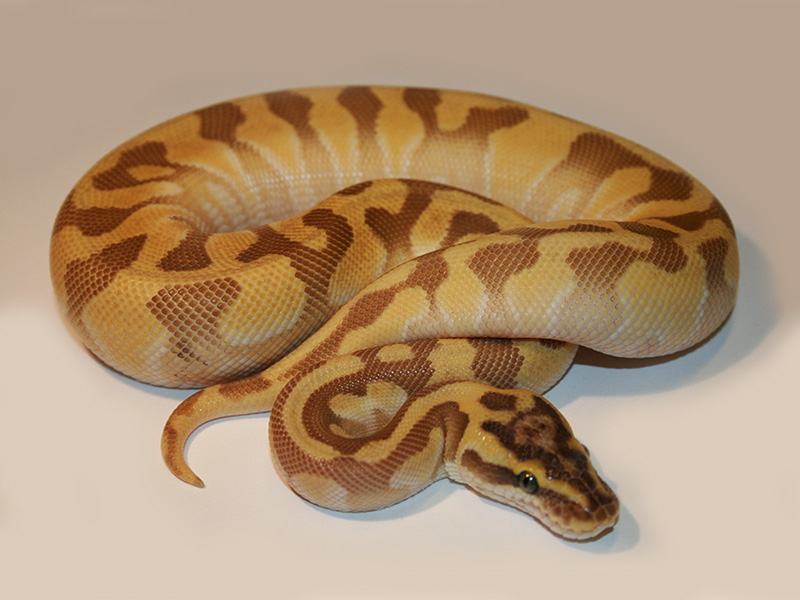 Blonde Pastel Butter Super Enchi