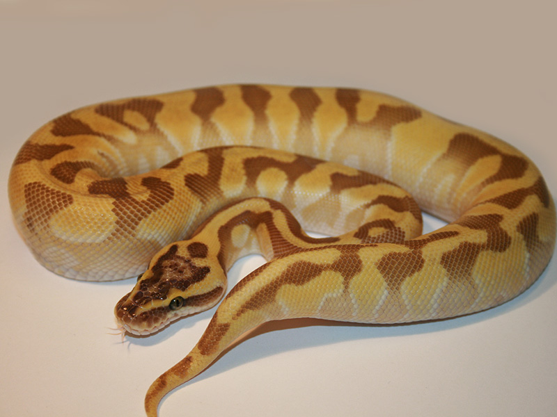 Blonde Pastel Butter Super Enchi