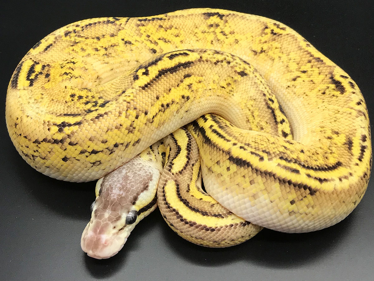 Bongo Fire Pastel Yellow Belly