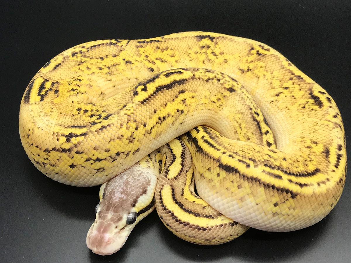 Bongo Fire Pastel Yellow Belly