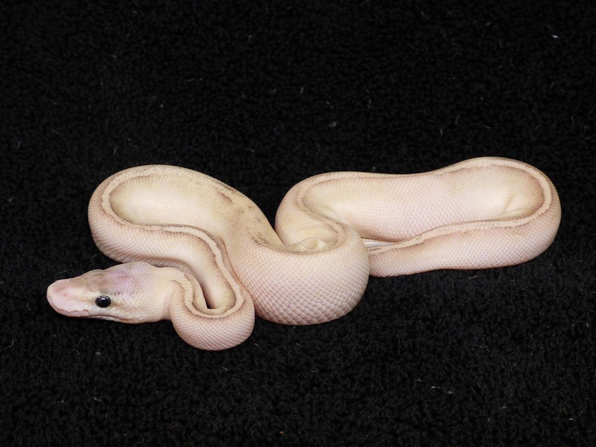 Bongo Hidden Gene Woma Lesser Pastel