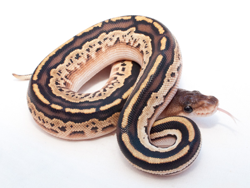 Bongo Lesser Cinnamon - Morph List - World of Ball Pythons