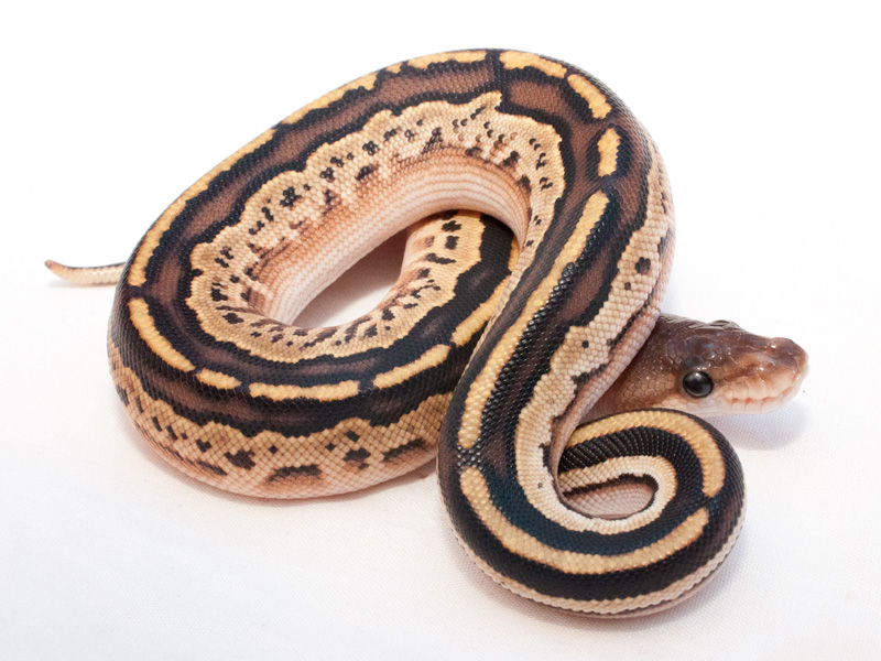 Bongo Lesser Cinnamon