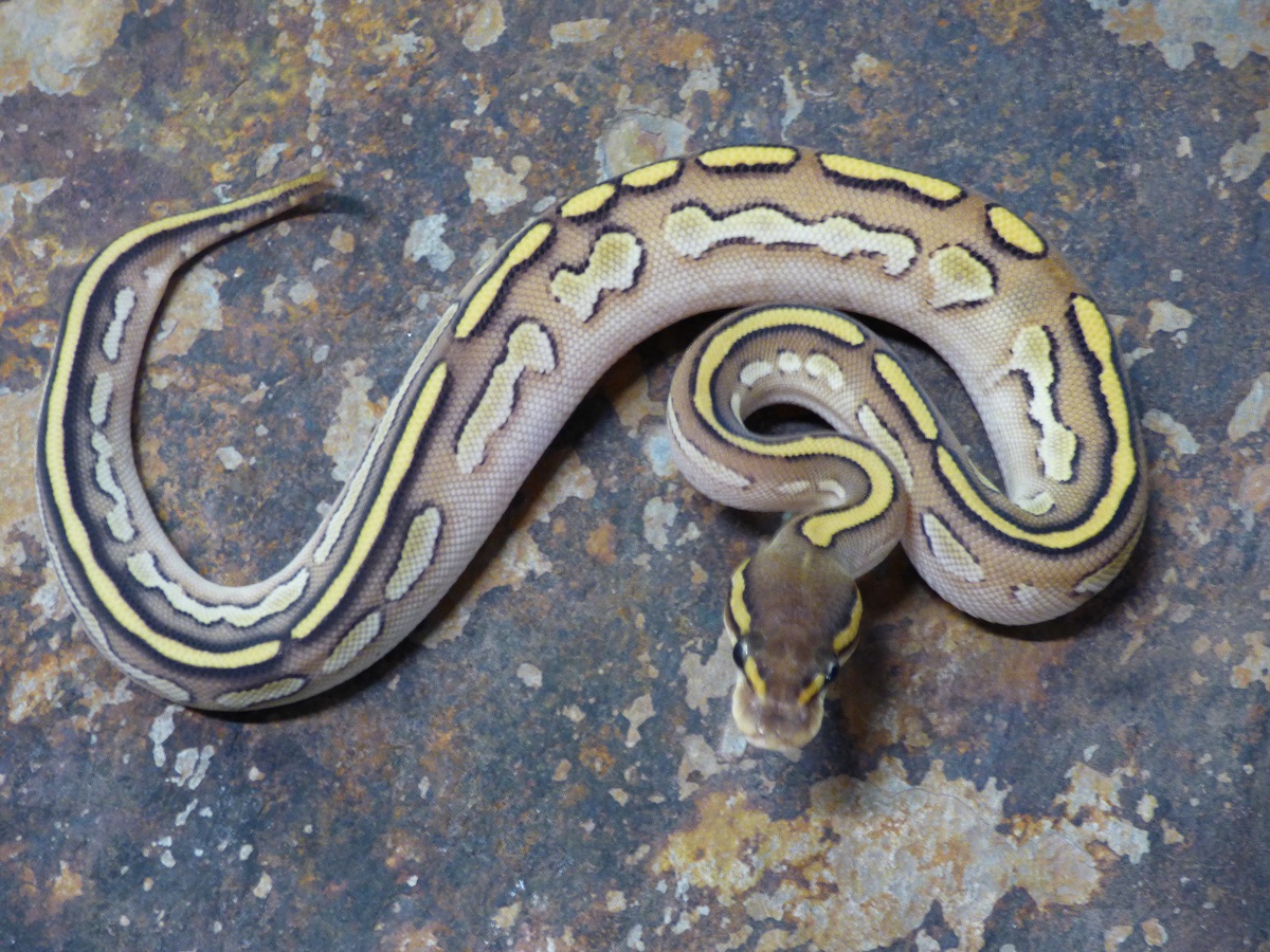 Bongo Lesser Yellow Belly