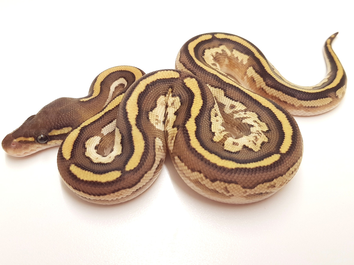Bongo Mojave Vanilla Morph List World of Ball Pythons