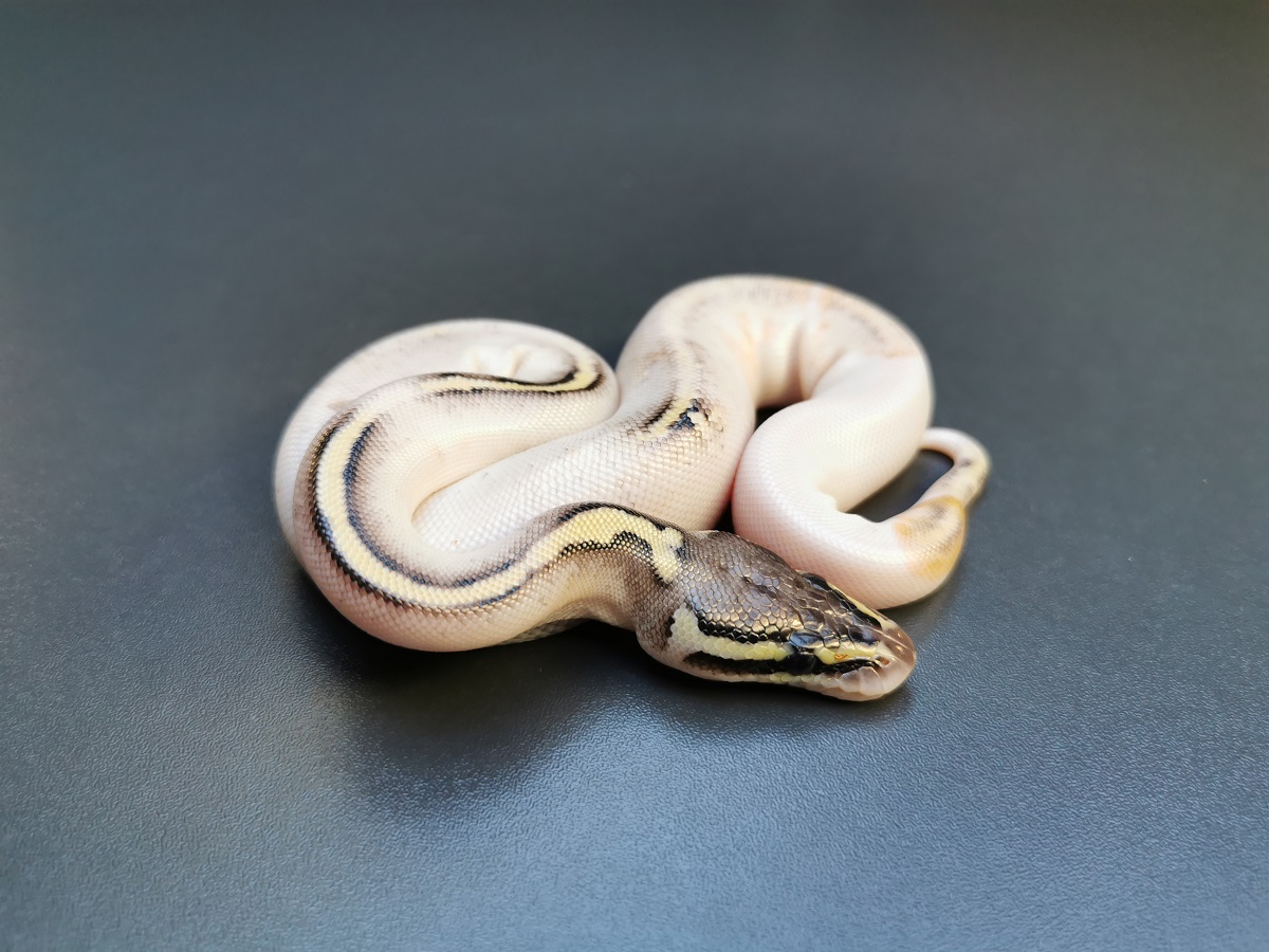 Bongo Pastel Piebald