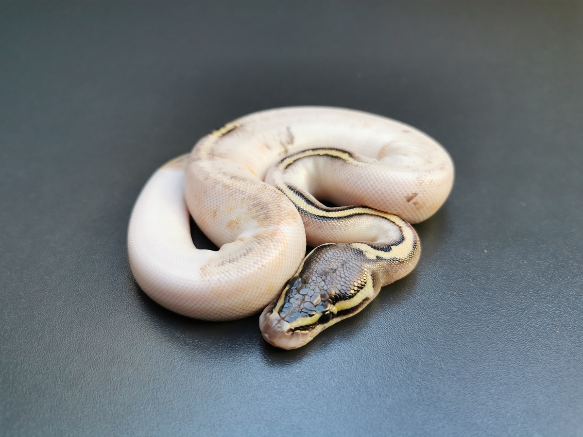 Bongo Pastel Piebald