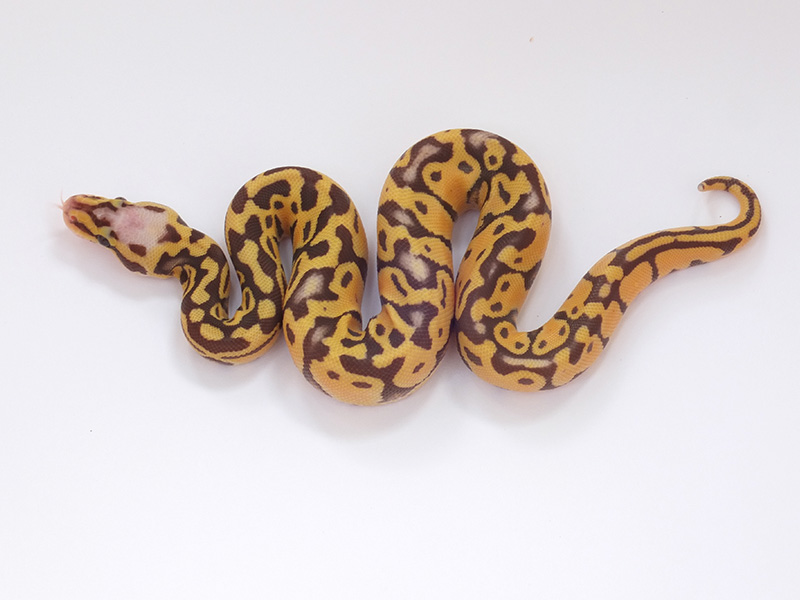 Bourgogne Albino Super Pastel