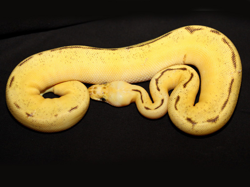 Bumble Bee Enchi Clown