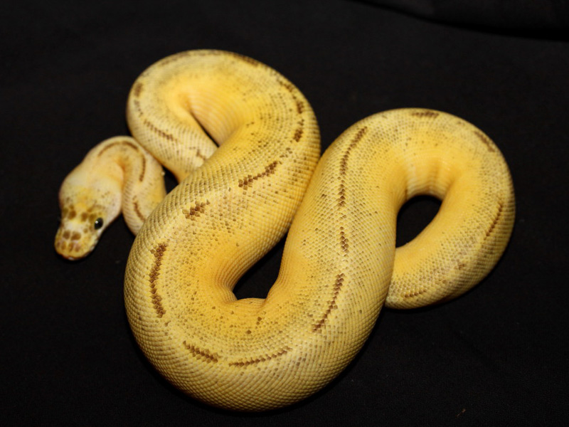 Bumble Bee Enchi Clown