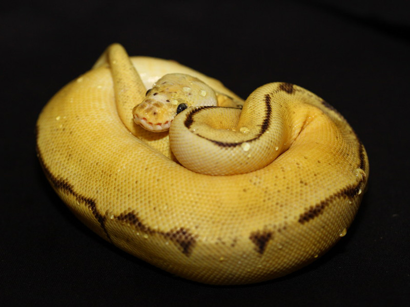 Bumble Bee Enchi Clown