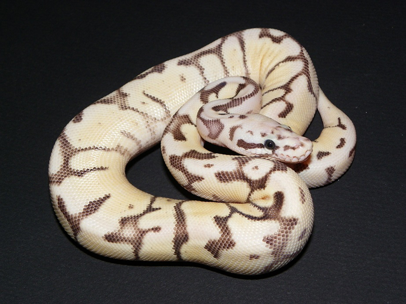 Bumble Bee Enchi Fire