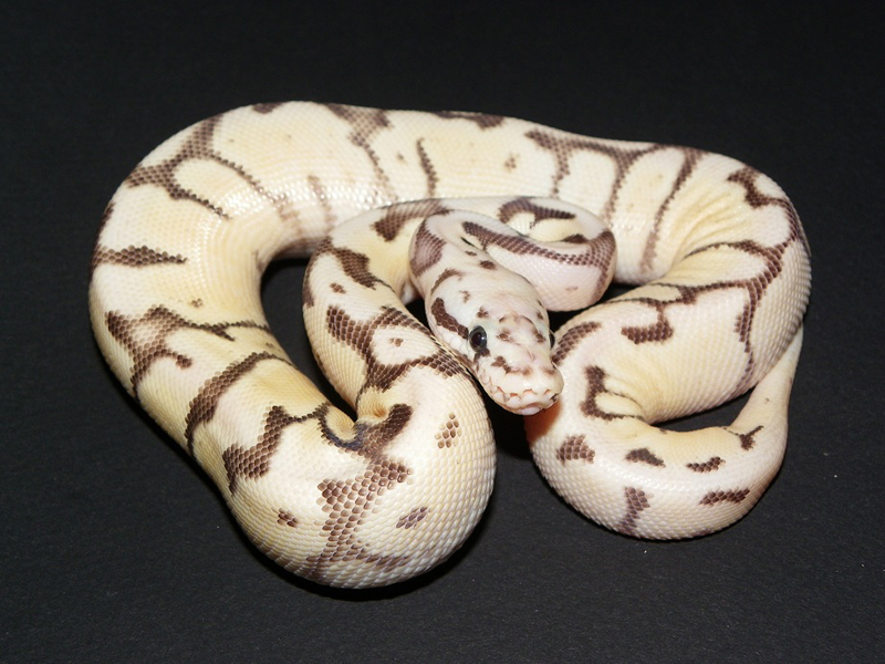 Bumble Bee Enchi Fire