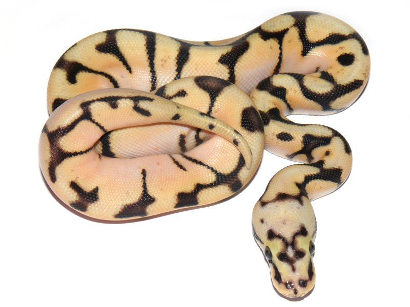 Bumble Bee Enchi Fire