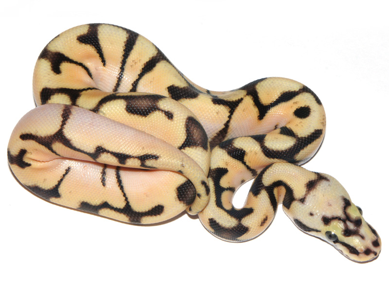 Bumble Bee Enchi Fire