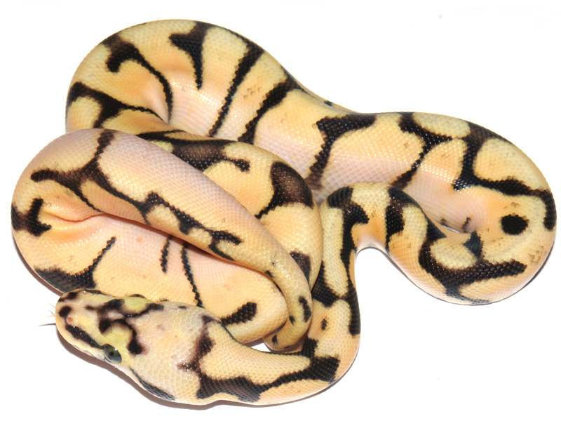 Bumble Bee Enchi Fire