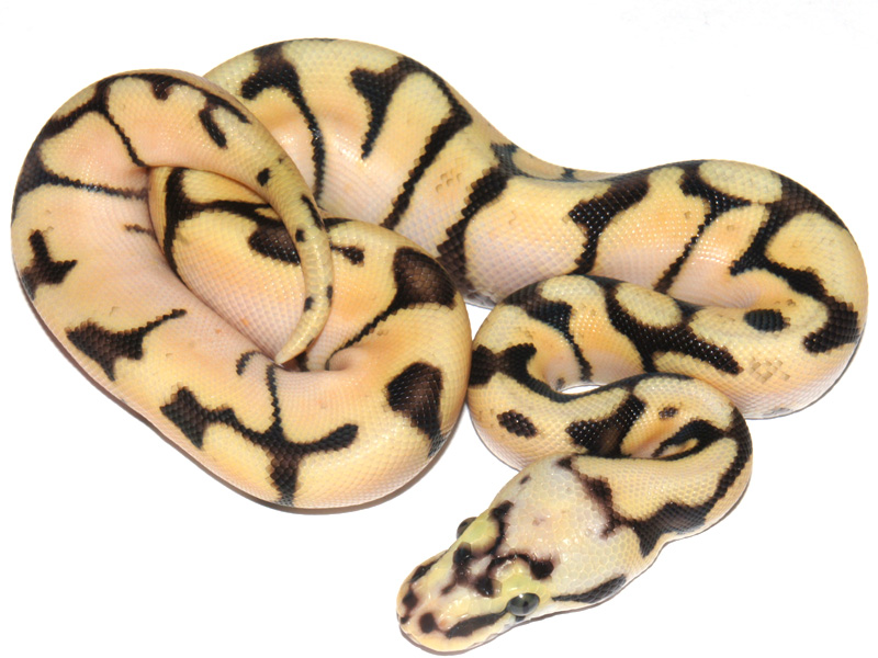 Bumble Bee Enchi Fire