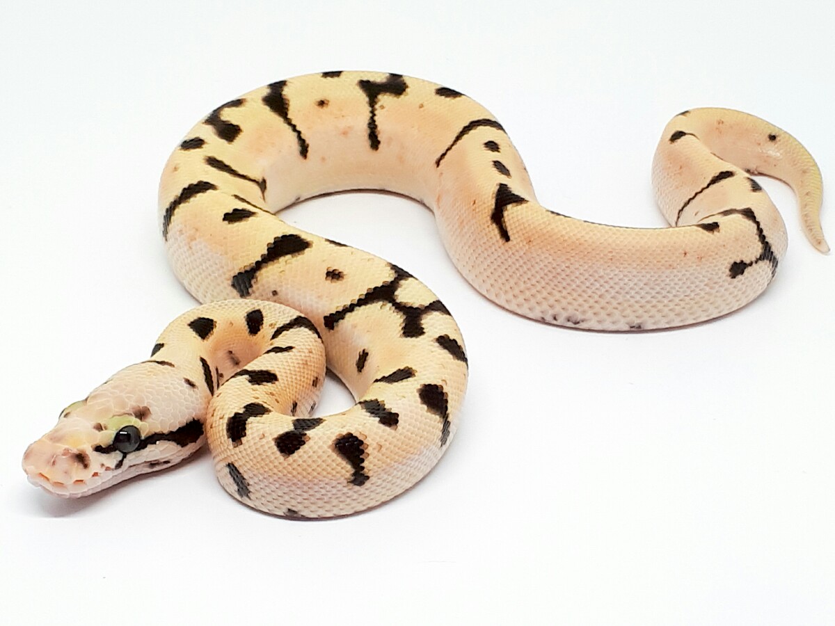 Bumble Bee Enchi Fire