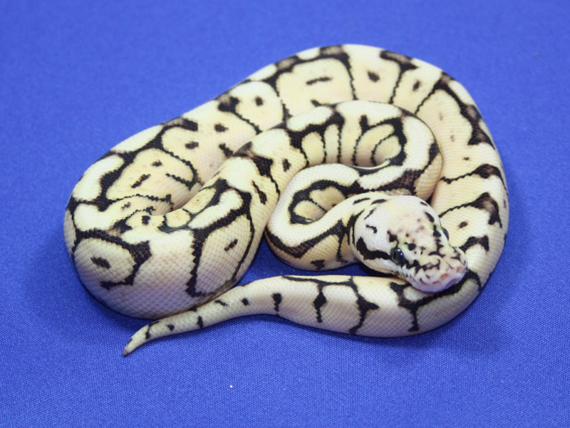 Bumble Bee Het Russo Leucistic