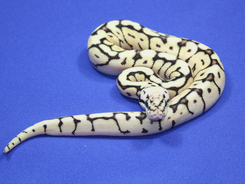 Bumble Bee Het Russo Leucistic