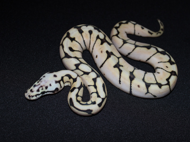 Bumble Bee Het Russo Leucistic