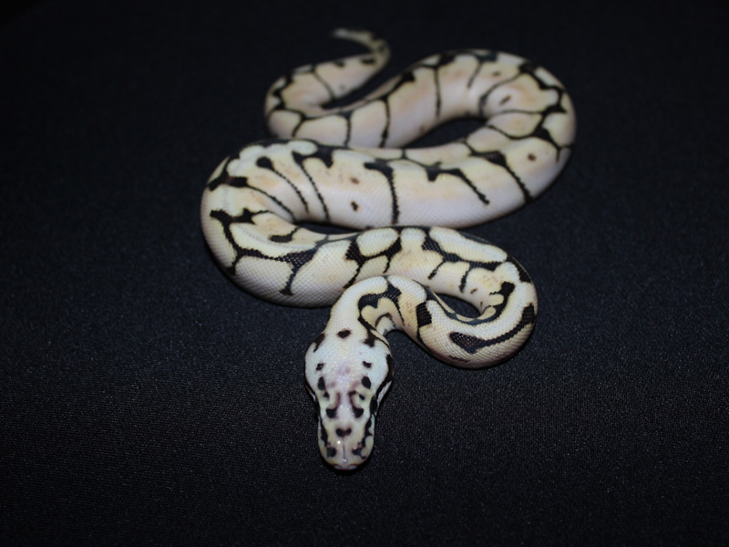 Bumble Bee Het Russo Leucistic